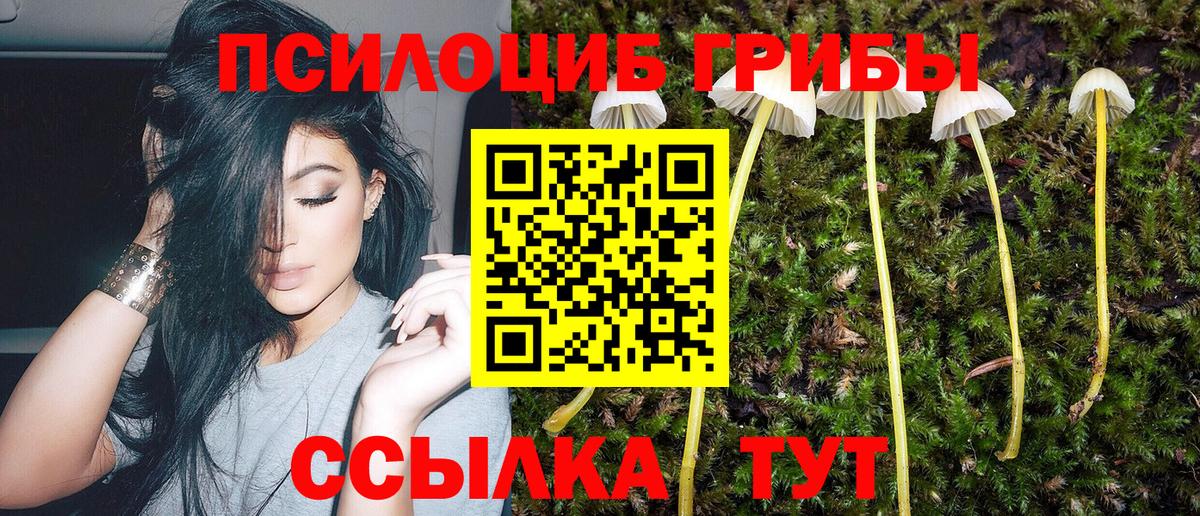 Глазов  Псилоцибиновые грибы Psilocybe  Вход с VPN  Псилоцибиновые грибы Psilocybe 